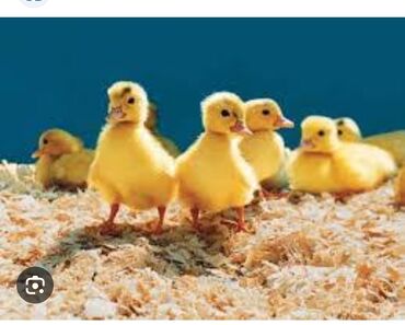 quş qəfəsi qiymətləri: 1 həftəlik Pekin ördək 🦆🦆🦆 balaları satılır. Qiymət 2 manat. Ünvan