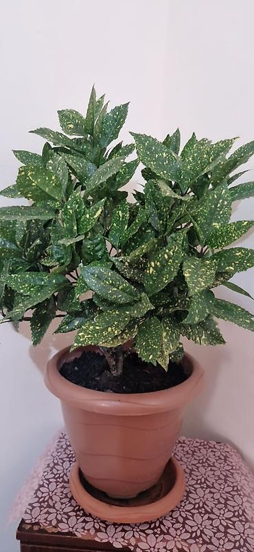 diffenbaxiya bitkisi: Aucuba japonica “Gold Dust” (Qızıl ləkəli aucuba) – dekorativ ev — 2