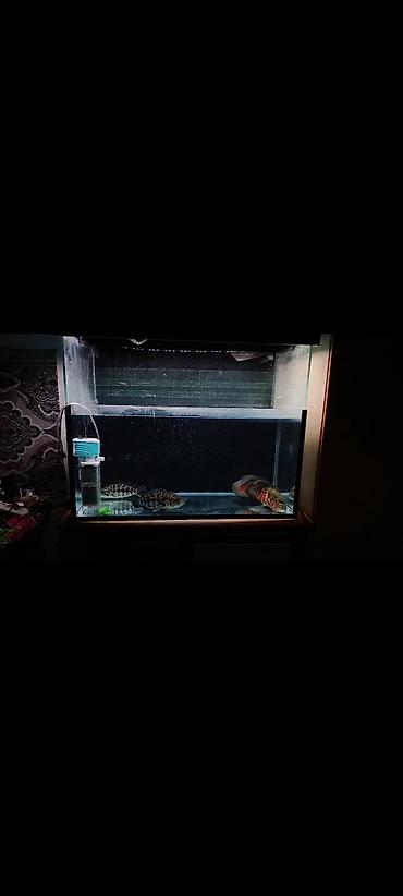 Аквариумы: Срочно продается Аквариум с крупными хищными цихлидами Пара — 1
