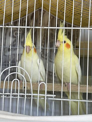 oğlan pişik adları: Temiz korela quslari 3 ayliqdirlar 1 disi 2 erkek tam ele oredmek — 3