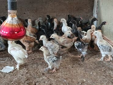 бойцовые птицы: Продаю цыплят им большое месяца