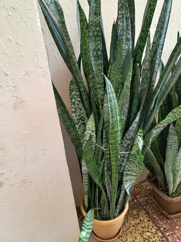 Ağaclar: Sansevieria (Qaynanadili) – iri ölçülü, dekorativ daxili bitki.Havani