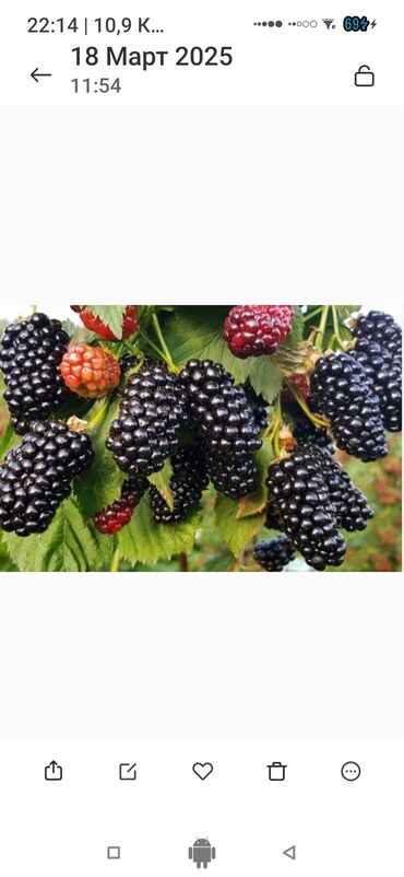 Садовые цветы и кустарники: Саженцы цветка — 4