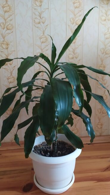 dibcek guller: Drasena (Dracaena fragrans) – otaq bitkisi, dekorativ iri yaşıl