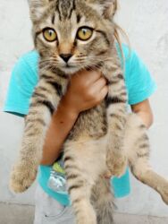 отдам собаку в добрые руки: Кошка даром: Беспородная, 6 месяцев, Девочка