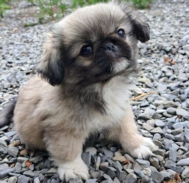 İtlər: Pekines, 3 ay, Dişi, Ödənişli çatdırılma