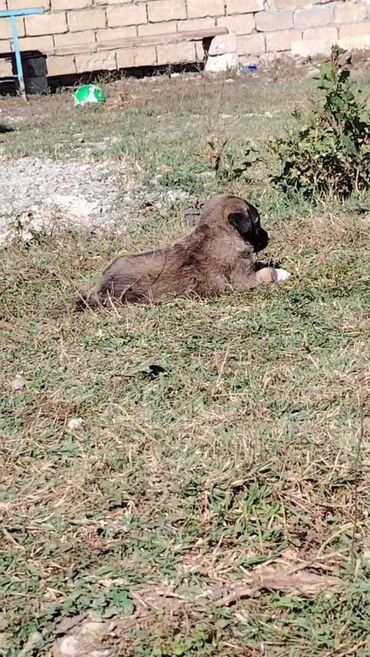 йоркширский терьер цена в баку: Гурдбасар, 2 месяца, Самец, Самовывоз