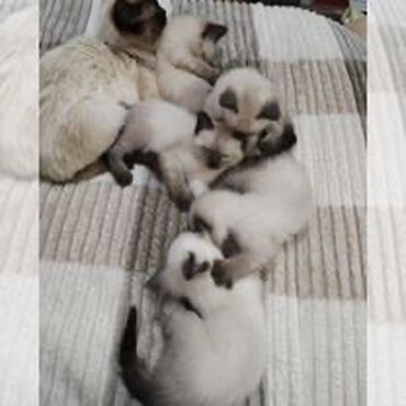 Отдам даром кошку: Кошка даром: Сиамская, Мальчик