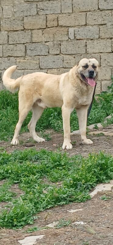 İtlər: Kanqal, 3 il, Erkek, Peyvəndli, Ödənişli çatdırılma, Rayonlara çatdırılma