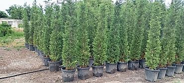 velosibet sekilleri: Thuja və dekorativ kollar – qablarda - Növlər: şam ağacı tipli — 5