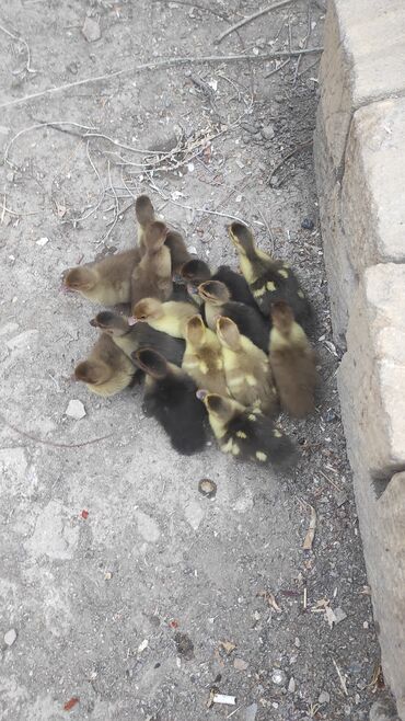 çöl ördək: Dişi, | Lal ördək, Damazlıq, Ünvandan götürmə