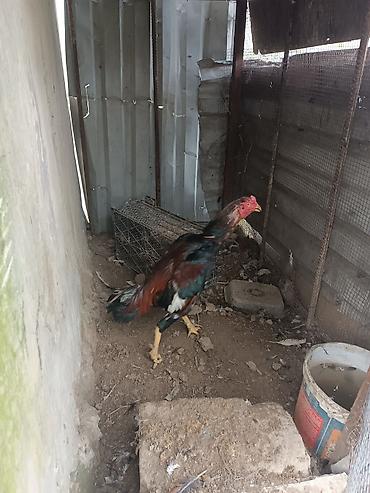 xoruz sekilleri: Cins: Uzunboylu döyüş tipli xoruz (Asil/Şamo tipajı) Rəng — 2