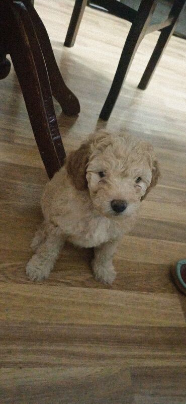 İtlər: Pudel, 2 ay, Dişi, Peyvəndli, Ödənişli çatdırılma — 9