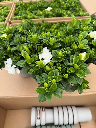 Женское счастье (Спатифиллюм): Спатифиллум (Spathiphyllum), крупное комнатное растение - Эффектный — 13