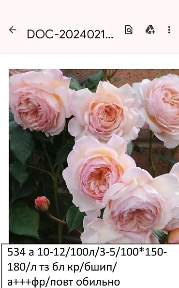 Садовые цветы и кустарники: Корни роз - Крупноцветковая чайно-гибридная роза с — 27