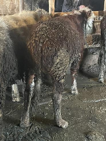 Коровы, быки: Продаю | Бык (самец) — 11