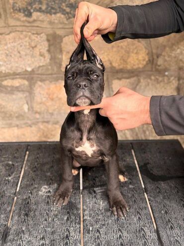 polovni akvarijum za ribice: Postanite vlasnik jednog od naših vrhunskih Cane Corso štenaca