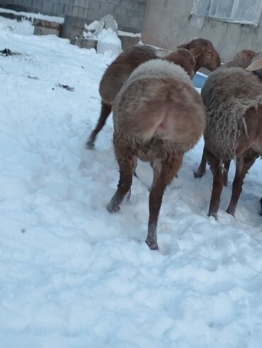 Баран, овца: Продаю | Овца (самка) | Для разведения | Матка — 10