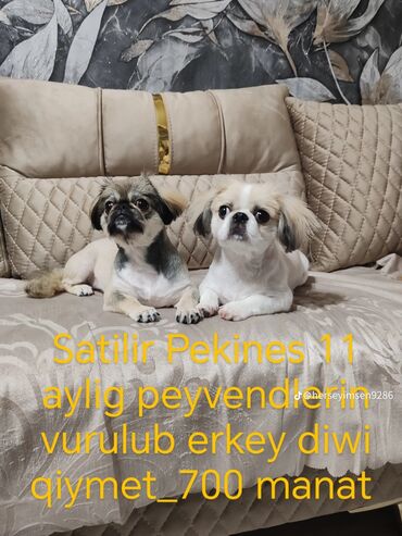 Pekines, 11 ay, Erkek, Peyvəndli, Ödənişli çatdırılma