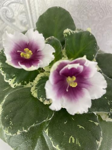 Фиалки и глоксинии: Фиалочки!!! Продам: 1. Укорененные черенки стандартных сортовых — 20