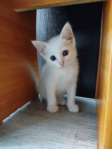 милые животные: Турецкая ангора😍Милый игривый котёнок в добрые руки🤗 3 месяца почти