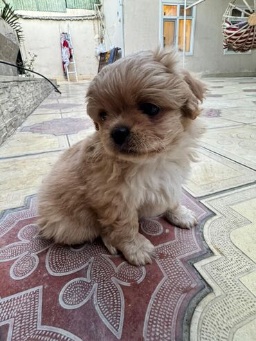 İtlər: Pekines, 2 ay — 10