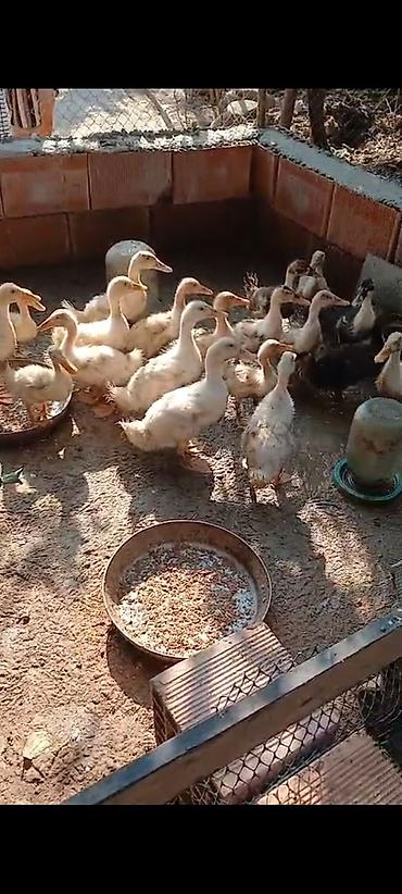 bakıda cücə satışı: Ördəylər satılır istəyən əlaqə saxlasın unvan Lənkəran — 3