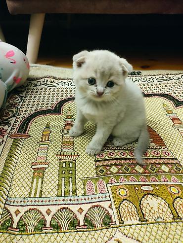 Pişiklər: Britan yastı qulaq — 2