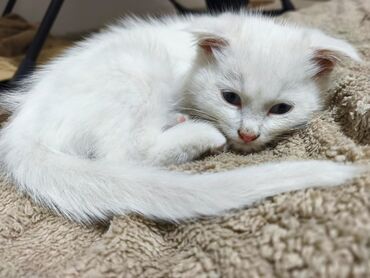 сколько стоит вислоухий котенок: Котята, домашние. На фото два малыша: - Белый котёнок с мягкой