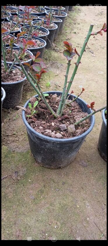 Tinglər: Məhsul: Gül kolları (gül tingləri) - Növlər və rənglər: - — 18