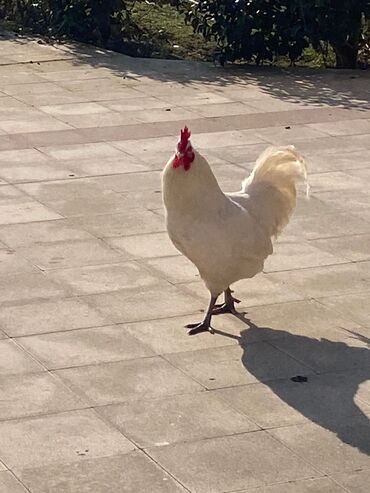 sort toyuqlar: Toyuq, Australorp, Yumurtalıq