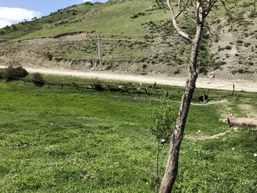 Torpaq sahələrinin satışı: 30 sot, Kənd təsərrüfatı, Mülkiyyətçi, Kupça (Çıxarış) -da lalafo.az — 13 Torpaq sahələrinin satışı: 30 sot, Kənd təsərrüfatı, Mülkiyyətçi, Kupça (Çıxarış) — 13