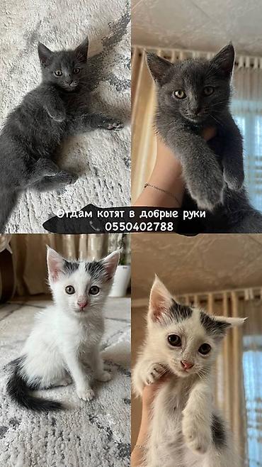 котят ош: Отдам котят в добрые руки Приучены к лотку Игривые Приучены к любой — 1