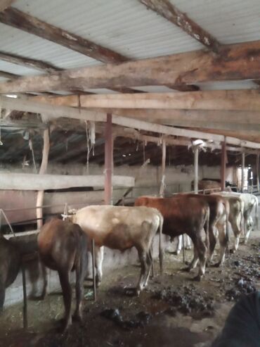 молочные корова: Продаю | Бык (самец) | Алатауская | На откорм