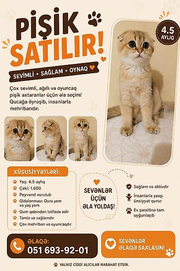 van pişiyi qiyməti: Şotland — 1