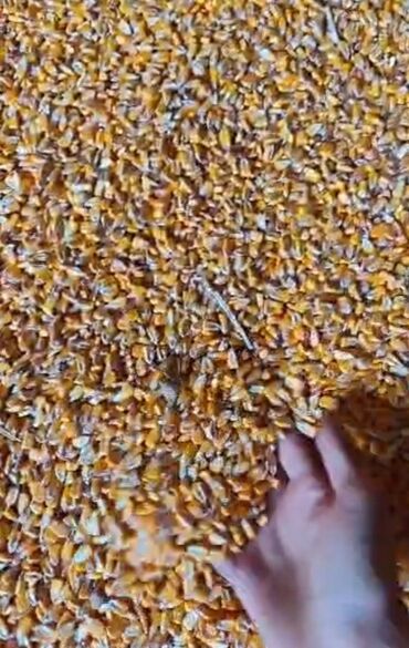 продажа щенков немецкой овчарки в бишкеке с документами: Кукуруза (зерно) - Цельные золотистые зерна кукурузы, очищенные от