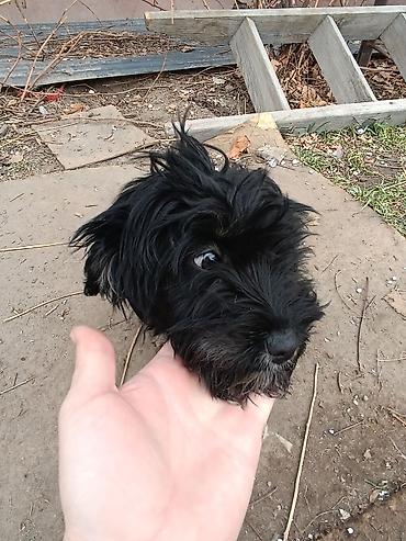 Продажа собак: Отдам в добрые руки!. Щенки маленькой породы/метиса. Пушистая шерсть — 8