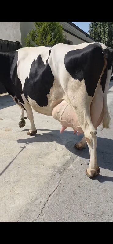 quş satışı: 3 dogan 40 liter sud verir balasi 6 gunluk erkekdi prablemden sohbet