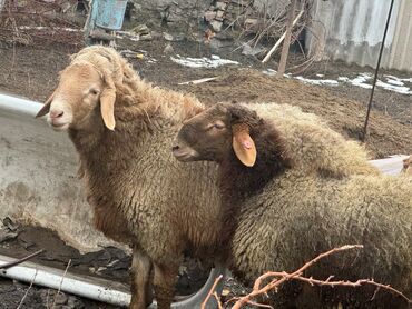 Бараны, овцы: Арашан Гиссар кочкорлорсатылат