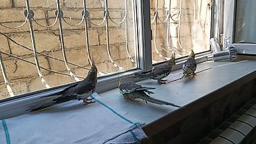papuqay type 1: Korella balalari satilir 4-5 aykiqdilar ele oyresibler 4 ededi biri — 7