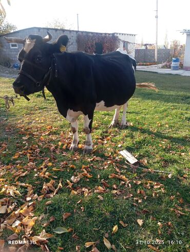 ит кыргыз добот: Продаю | Корова (самка) | Для молока at lalafo.kg ит кыргыз добот: Продаю | Корова (самка) | Для молока