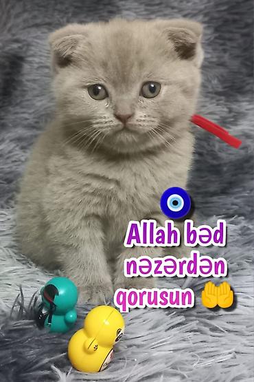 Pişiklər: Şotland — 1