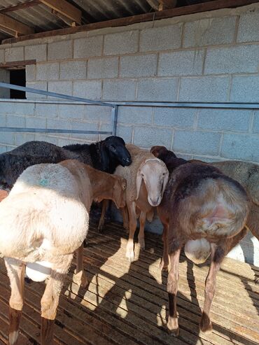 домик для кошки многоуровневый: Продаю | Ягненок, Баран (самец) | На забой, Для разведения | Осеменитель, Племенные, Кастрированные at lalafo.kg домик для кошки многоуровневый: Продаю | Ягненок, Баран (самец) | На забой, Для разведения | Осеменитель, Племенные, Кастрированные