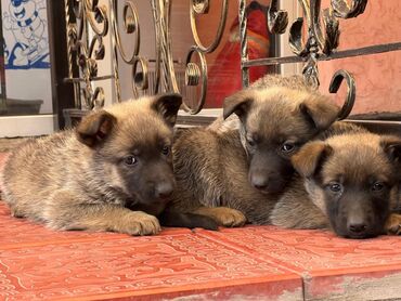 цена щенка овчарки: Продаются щенки бельгийский овчарка чистокровный им 1месяц и 12дней