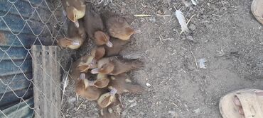 lal ordek satisi: Dişi, | Lal ördək, Ətlik, Ödənişli çatdırılma