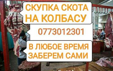 Животные - Сокулук: Скупка скота в колбасный цехскупка коровскупка лошадейскупка