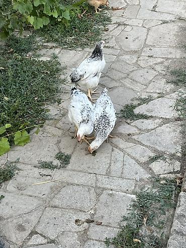 yumurtlayan toyuqlar satilir: Toyuq cücələri, Ətlik, Ünvandan götürmə — 4