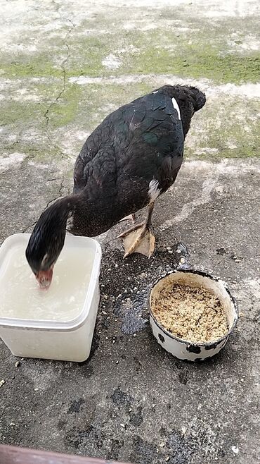 Ördəklər: Erkək, | Lal ördək, Damazlıq, Ünvandan götürmə — 3