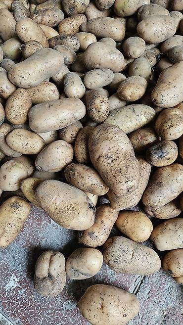 Продукты питания: Təmiz Telman kartofu Gədəbəydə təmiz dərmansız yetişdirilib istəyən — 3