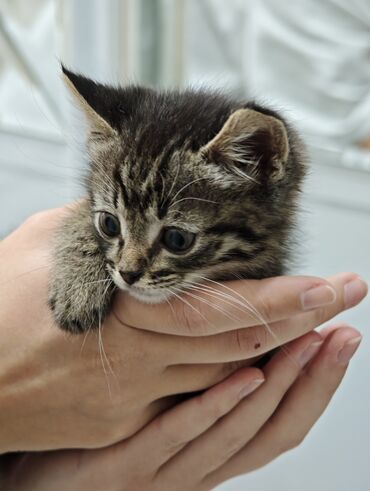 домашний кот: Котёнок тигрового окраса - Порода: европейская короткошёрстная -